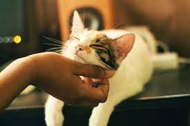 Pet Lovers Rejoice A Vaccine For Cat Allergies Is In The Works Phillyvoice