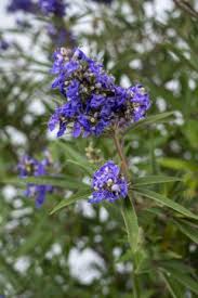 Image result for Vitex obovata