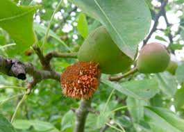 Yellow cedar and western red cedar. Orange Growth On Pears In Tree Helpfulgardener Com