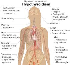 12 5 Thyroid Gland Biology Libretexts