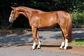 Our company owns more than 80 horses from young prospects all the way to international grand prix jumpers. Performance Hunter Juper Horses For Sale Equisale Sport Horses