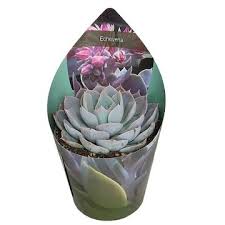 Image result for Senecio subsessilis