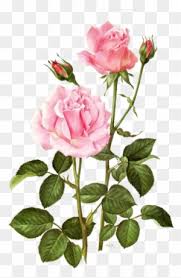 Find the perfect white rose botanical illustration stock vector image. Free Vintage Leaves Image 28 Rose Botanical Illustrations Free Transparent Png Clipart Images Download