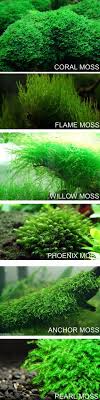 Pin On Aquascape