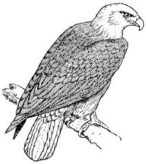 Ausmalbild adler vogel malvorlagen malvorlagen fur kinder ausmalen. Malvorlage Adler Kostenlose Ausmalbilder Zum Ausdrucken Bild 15695