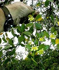 Image result for Quillaja saponaria