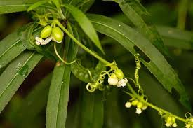 Image result for Cayaponia