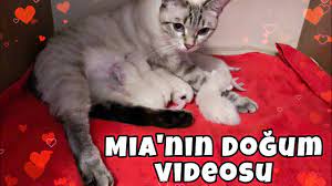 kedi dogumu kedim dogurdu 12 tane kedimiz oldu mellbie kedidogumu youtube
