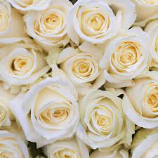 Изучайте релизы the rose of avalanche на discogs. White Dutch Avalanche Rose Flowers Oman Flowers Gifts In Muscat