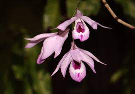The name has been changed according to. Fading Fortunes Of The Native Vesak Flower Window To Nature