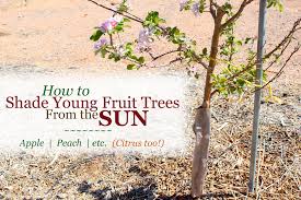 Tree special #3 mfg.# 659192 sku# 1518133. How To Shade Protect Young Fruit Trees From The Sun Sunburn