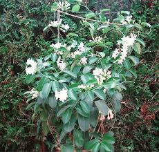 Image result for Marsdenia