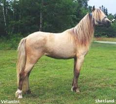A standard buckskin can vary in shades, but the horse should have a coat color similar to a deer. Silver Dapple Chocolate Flax Taffy Horse Color Genetics Pictures Silver On Buckskin Horse Coat Colors Horses Different Horse Breeds