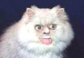  20 Ide Setan Laknat Di 2021 Humor Hewan Humor Lucu Lucu