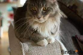 Großer tierheim ratgeber zum thema tiervermittlung und tierschutz. Maine Coon Abzugeben Findix Ch