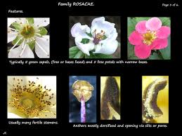 Image result for Rosaceae