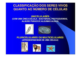 resumo pas 1 em classificacao dos seres vivos composicao quimica da celula resumo