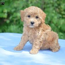 $100 goldendoodle puppy discount for military, veterans, firefighters, emts, police officers goldendoodle and mini goldendoodle puppy colors include english cream, caramel, apricot, red, black, and tan. Earl F1b Mini Goldendoodle Puppy For Sale In Ohio Mini Goldendoodle Puppies Goldendoodle Puppy Goldendoodle Puppy For Sale