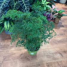 Image result for Polyscias fruticosa