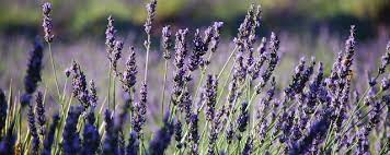2015 Lavender Festival Red Plants Lavender Plant Greenhouses For Sale