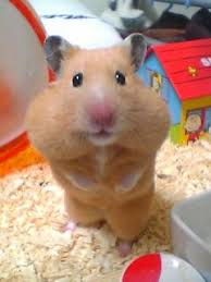 Pin On Hamsters