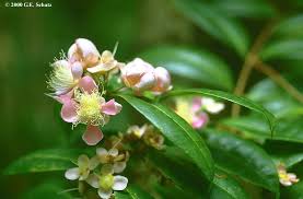 Image result for Eugenia sp. A