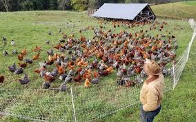 Gerd roth initially developed them in the 1970s by crossing malines and welsumer chickens with the plymouth barred rock from america. Selecting The Best Chicken Breeds For Your Homestead Murray Mcmurray Hatchery Blog