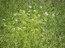 Image result for Oenanthe mildbraedii