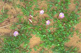 Image result for Convolvulaceae