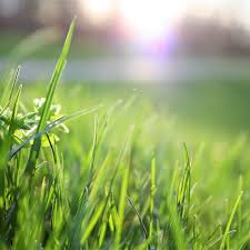 The Best Weed Killers For Your Lawn For 2021 This Old House