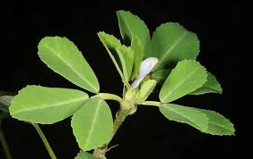 Image result for Trigonella