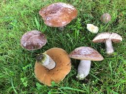 Image result for Sutorius eximius