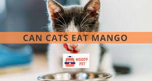 Alibaba.com offers 12,649 pistachio nuts products. Can Cats Eat Pistachios Woodypet Com