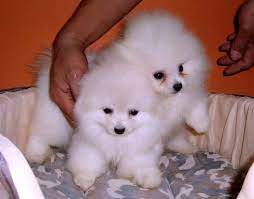 Pin By Endar Vitria On Puppies Pomeranian Puppy For Sale Pomeranian Puppy Pomeranian