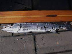 Jetzt traumurlaub mit 100€ gutschein beim testsieger holidaycheck buchen & sparen dieser artikel. Fischatlas Der Grosse Barracuda Global Angling Com
