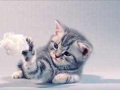 When you notice a cat in profound meditation, the reason, i tell you, is always the same: 210 Videos Youtube Cats Kittens Cats Kittens Cutest