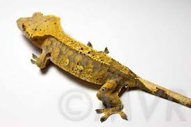 Crested Gecko Morph Guide Colors Morphs And Traits