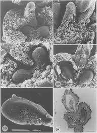 Image result for Galopina