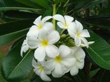 Palms For Brisbane Plumeria Obtusa Evergreen