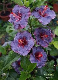 Hibiscus Flower And Pineapple Hibiscus Hibiscus Plant Hibiscus Flowers Flower Seeds