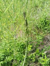 Image result for Asparagus minutiflorus