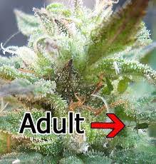We did not find results for: Aphids Greenflies Cannabis How To Get Rid Of It Quickly