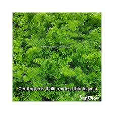 Image result for Ceratopteris thalictroides