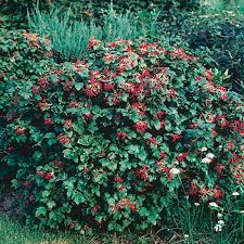 If you keep it in mind, you can try to replicate these conditions at home, and you'll likely end with a healthier plant. European Cranberry Compactum Viburnum Opulus My Garden Life