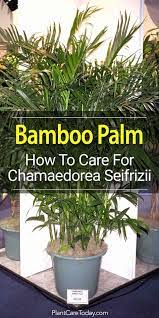 Chamaedorea Seifrizii Care How To Grow The Bamboo Palm Plant Plants Indoor Palms Bamboo Palm Indoor