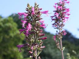 Image result for Syncolostemon