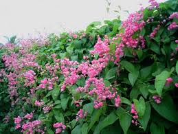 Kira2 pokok ini bisa bertahan hidup berapa lama ya om ? Jual Tanaman Rambat Air Mata Pengantin Jual Tanaman Air Mata Pengantin Tukang Taman