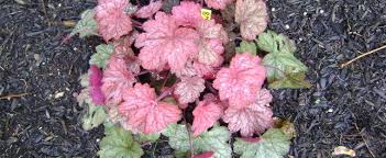 Heuchera Alum Root Alumroot Coral Bells Coralbells Heuchera Georgia Peach In spring, large peach colored leaves with a showy silver overlay accent the lush habit. heuchera georgia peach