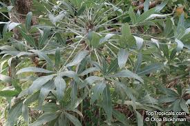 Image result for Cussonia sessilis