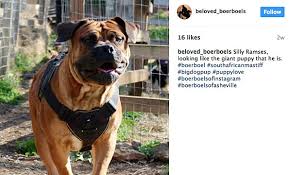 Deriving from the word boer (meaning farmer), it is not hard to understand. 2017 Dog Bite Fatality South African Boerboel Breeder Killed By One Of Her Gladiator Dogs In Asheville North Carolina Dogsbite Blog
